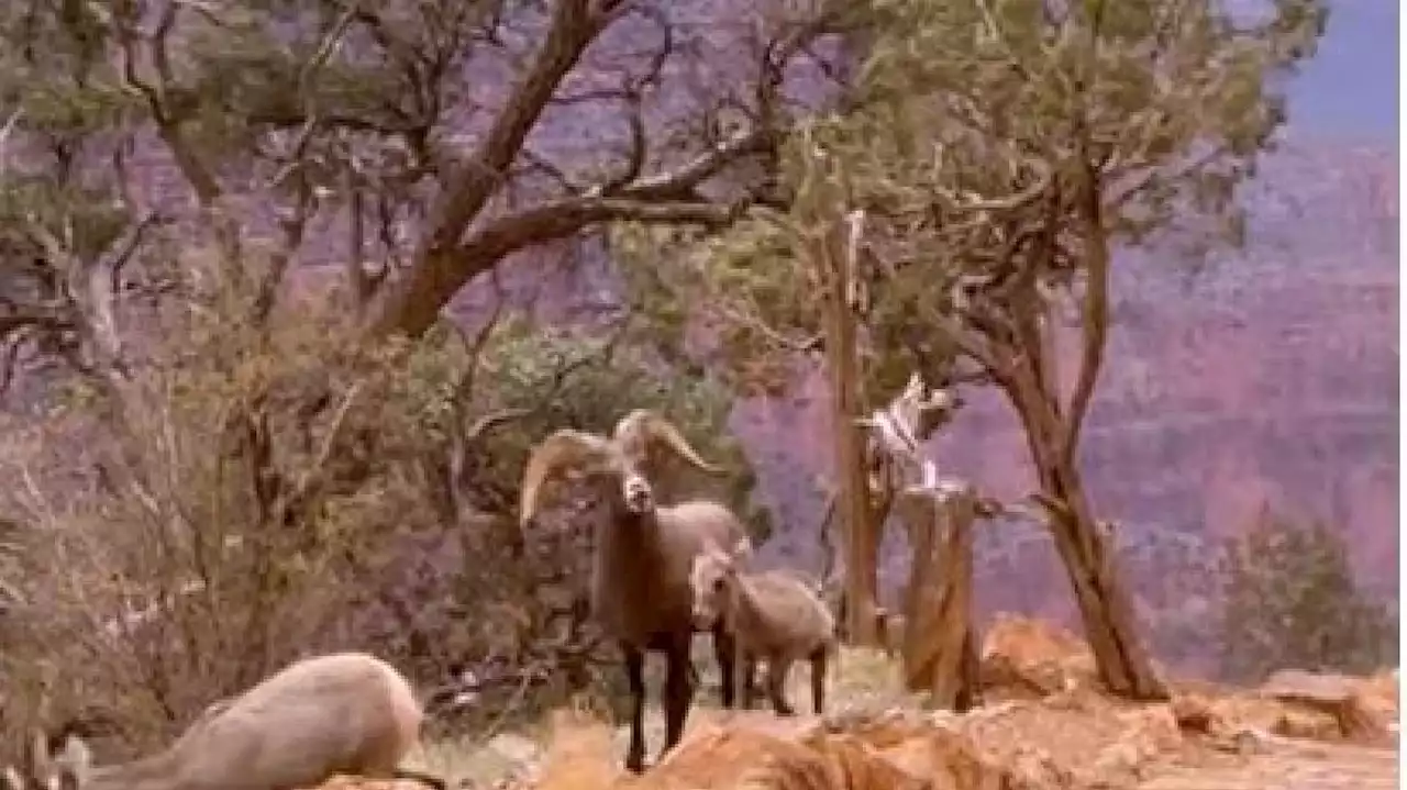 Video: Bighorn ram sneers at Grand Canyon hiker