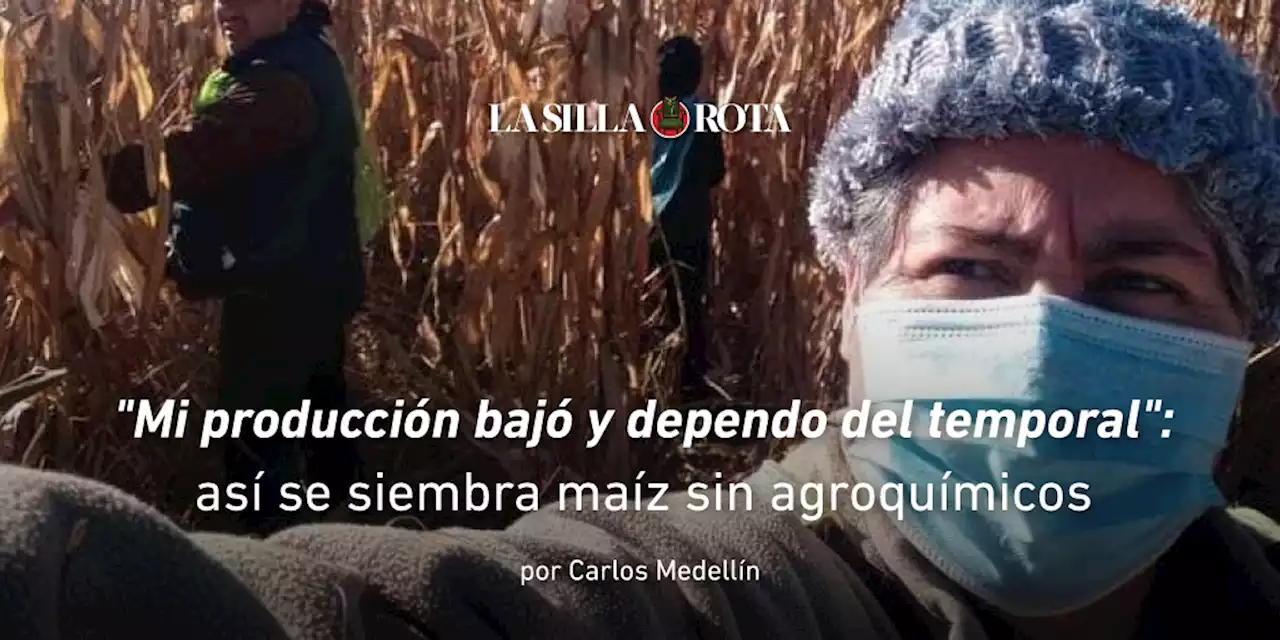 'Mi producción bajó y dependo del temporal': así se siembra maíz sin agroquímicos