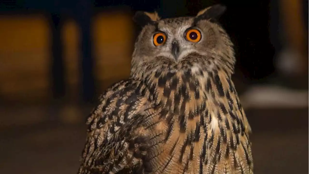 Personne n’y croyait, mais ce hibou échappé du zoo de Central Park s’est habitué à la vie sauvage