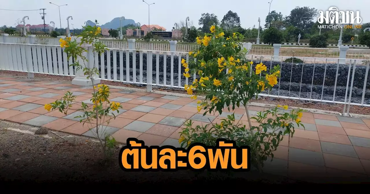 สำรวจราคาต้นทองอุไร หลังเพจดังแฉ โครงการปรับภูมิทัศน์ริมคลองระบายน้ำซื้อ 37 ต้น กว่า 2 แสน