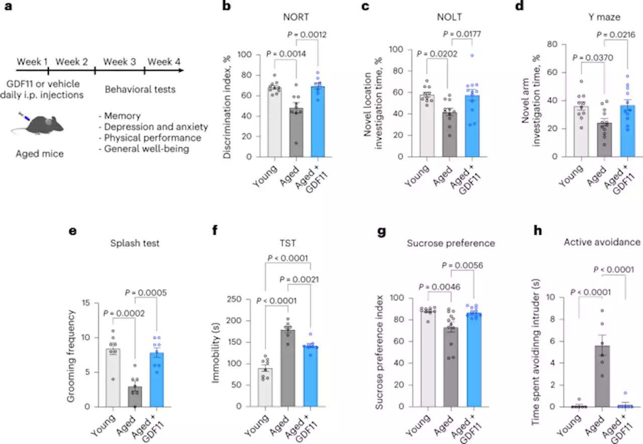 Systemic GDF11 attenuates depression-like phenotype in aged mice via stimulation of neuronal autophagy - Nature Aging