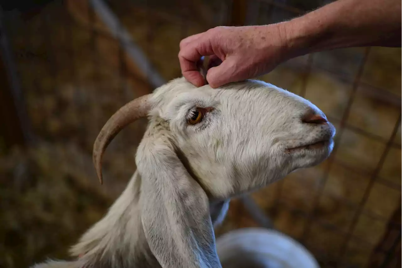 5 fantastic Bay Area creamery and farm tours for 2023