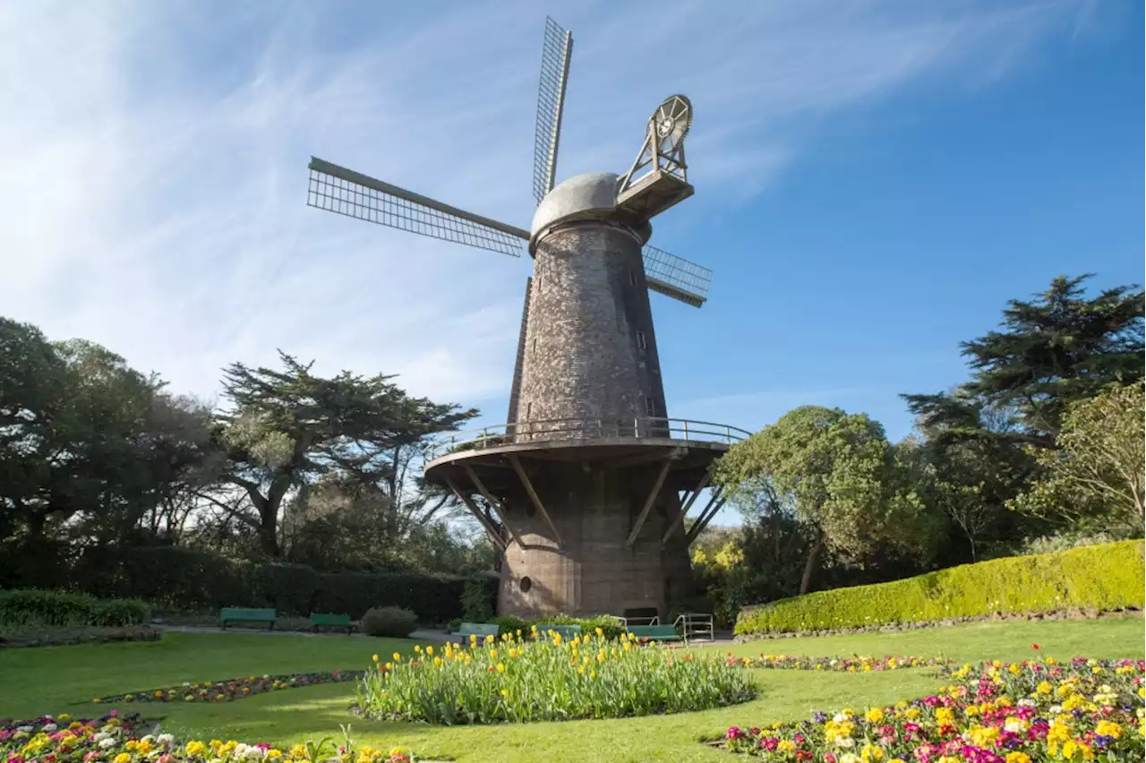 Bay Area’s best picnic spots: Dutch Windmill, Golden Gate Park