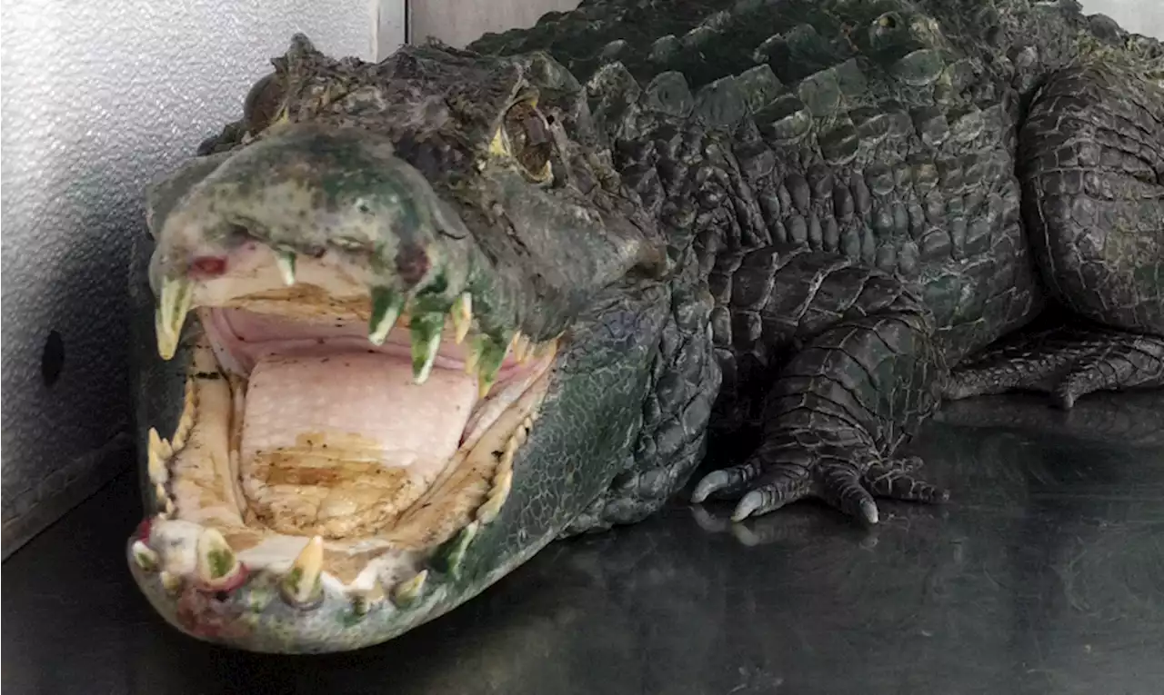 Florida man opens his front door and is attacked by alligator