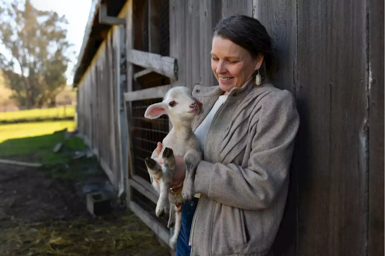 It’s spring, time to visit a Marin creamery and hold baby lambs