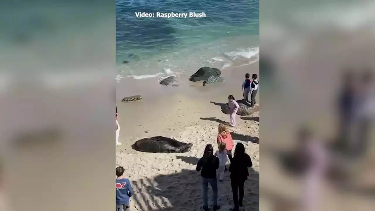 WATCH: Lifeguards Ask Girl to Leave La Jolla Cove Sea Lions Alone – NBC 7 San  Diego