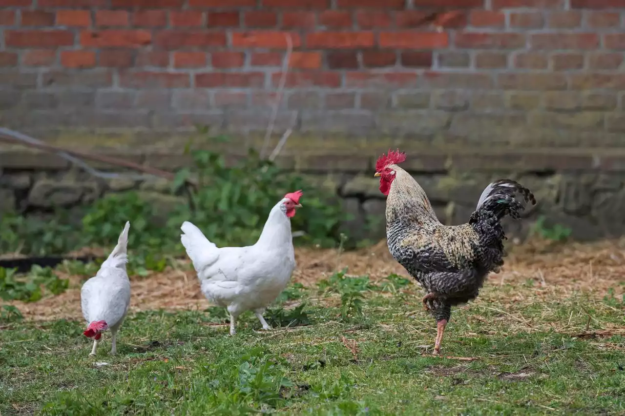 More than 200 animals relocated after discovery of N.J. rooster fighting operation