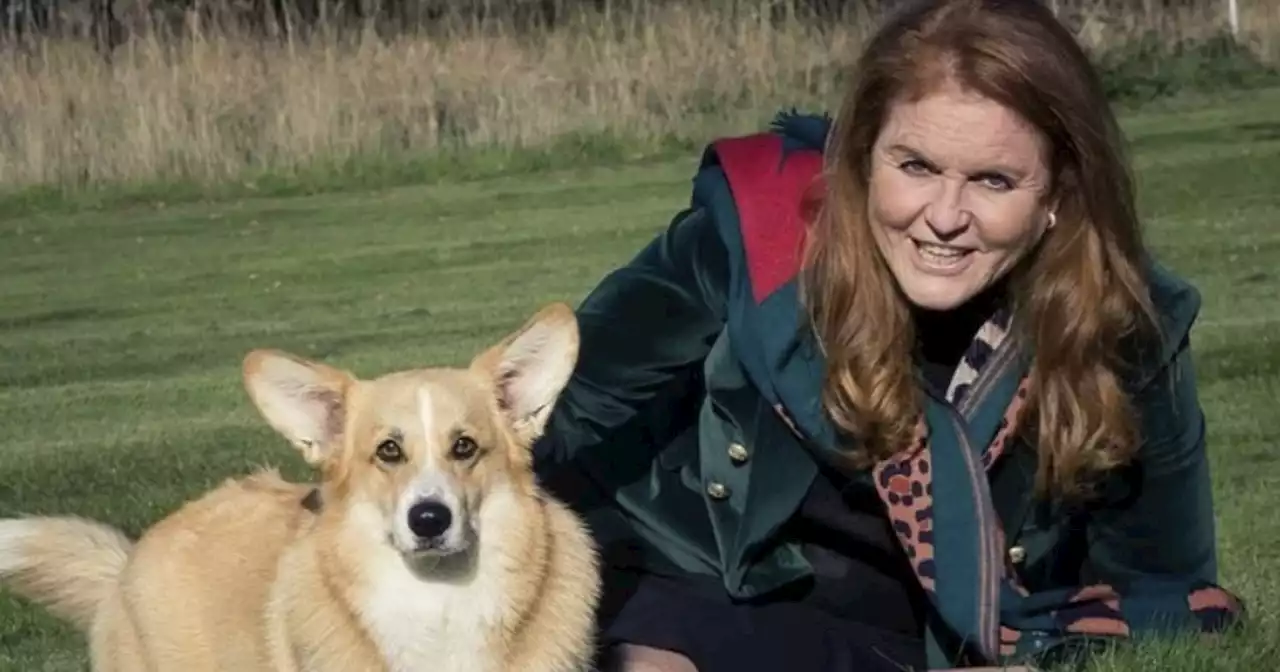 Sarah Ferguson thinks Queen's corgis see her ghost as they 'bark at nothing'