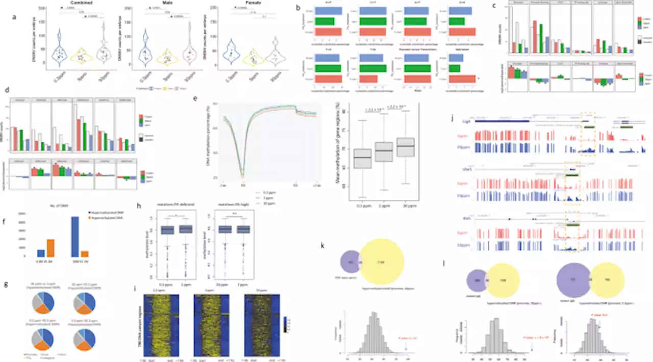 Excess folic acid intake increases DNA de novo point mutations - Cell Discovery