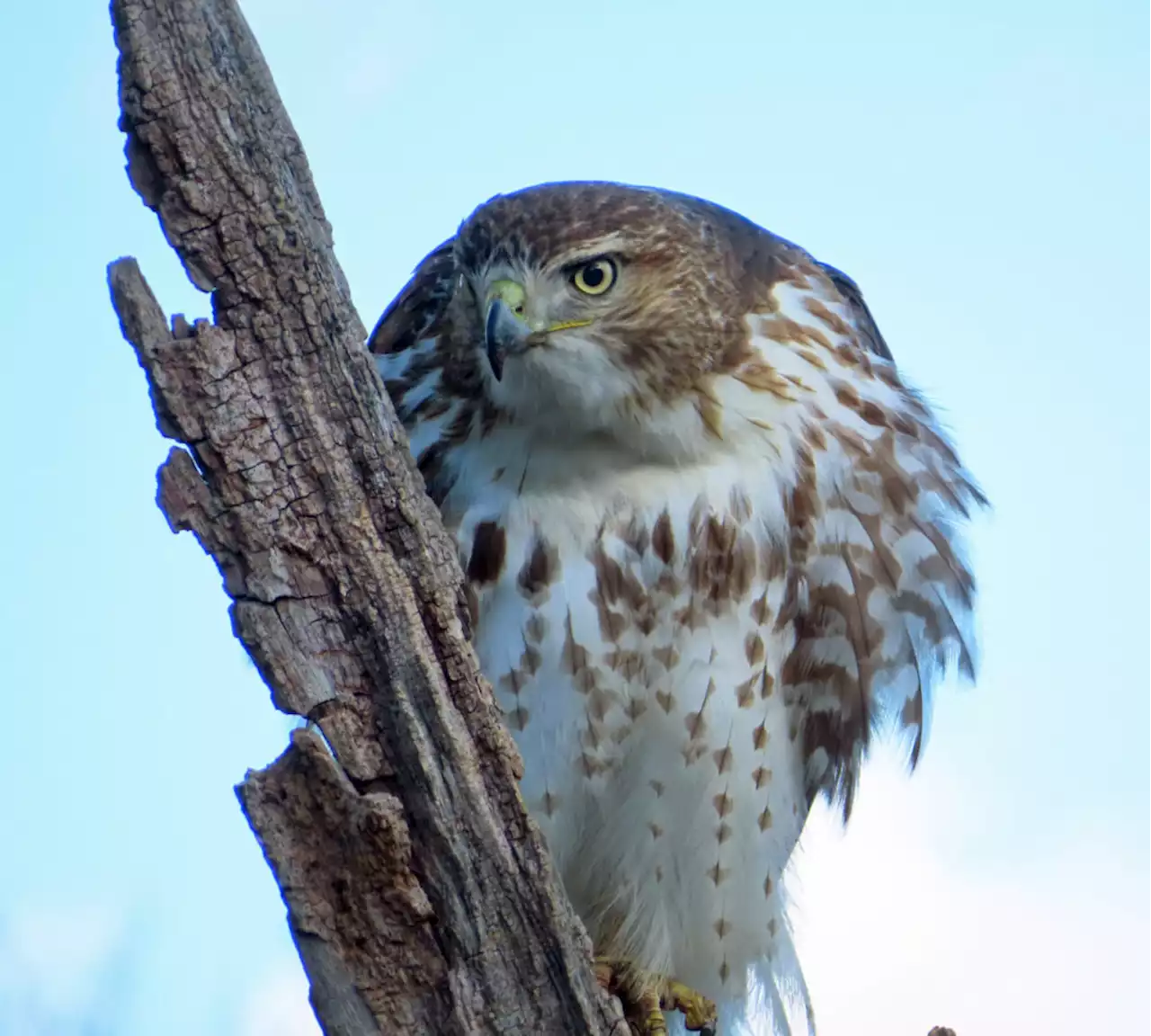 Today* in Hawks around Town - PoPville