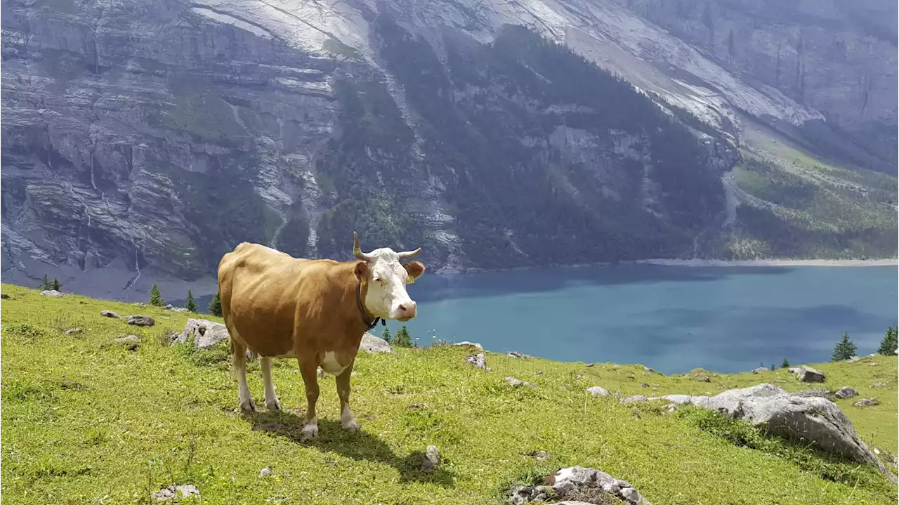 QM-Schweizer-Fleisch: Das gilt es bei Sömmerung zu beachten - Schweizer Bauer