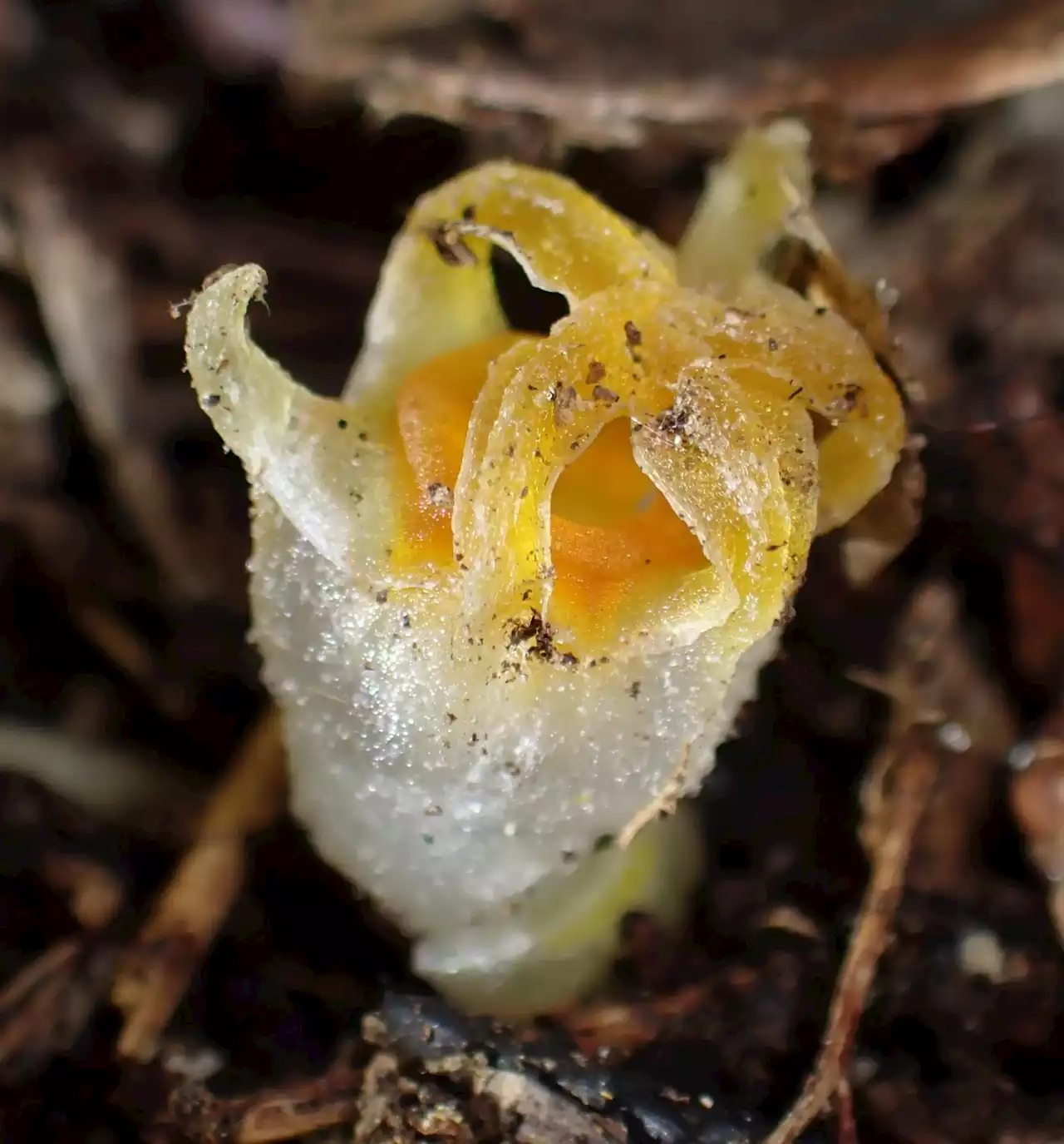 Rediscovery of the Elusive Fairy Lantern: Thismia kobensis Emerges After 30 Years