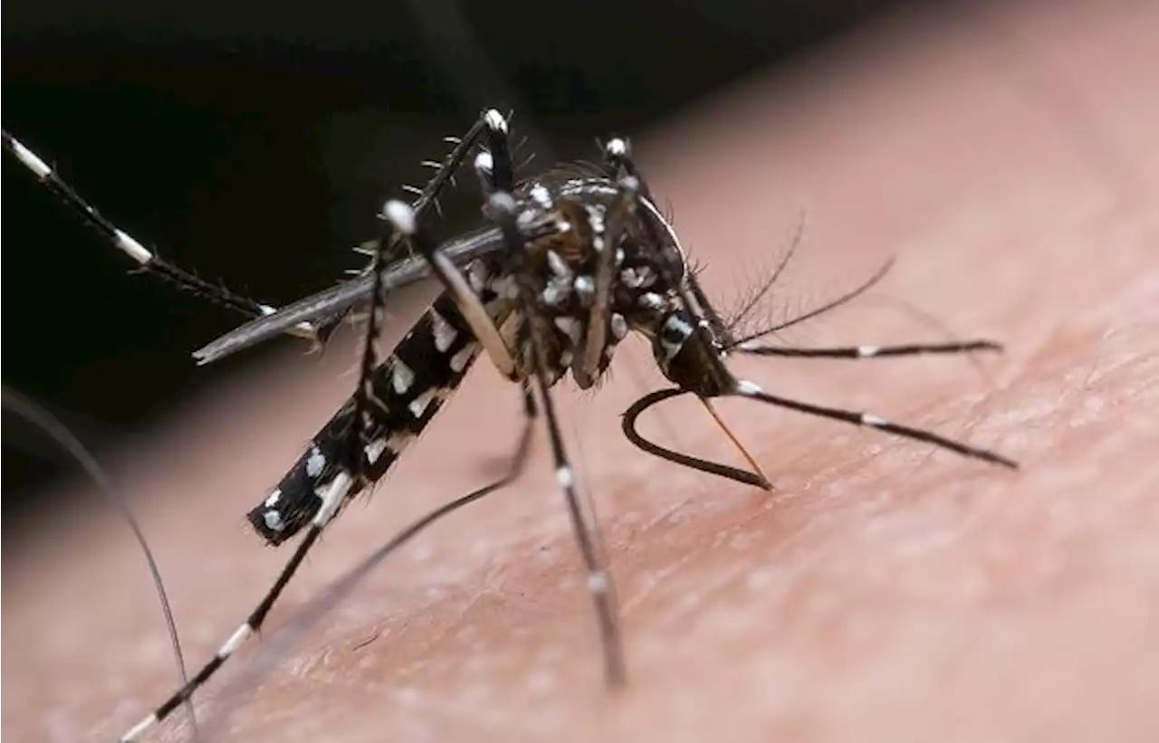 Open your doors to Aedes checks, Perak exco man urges public