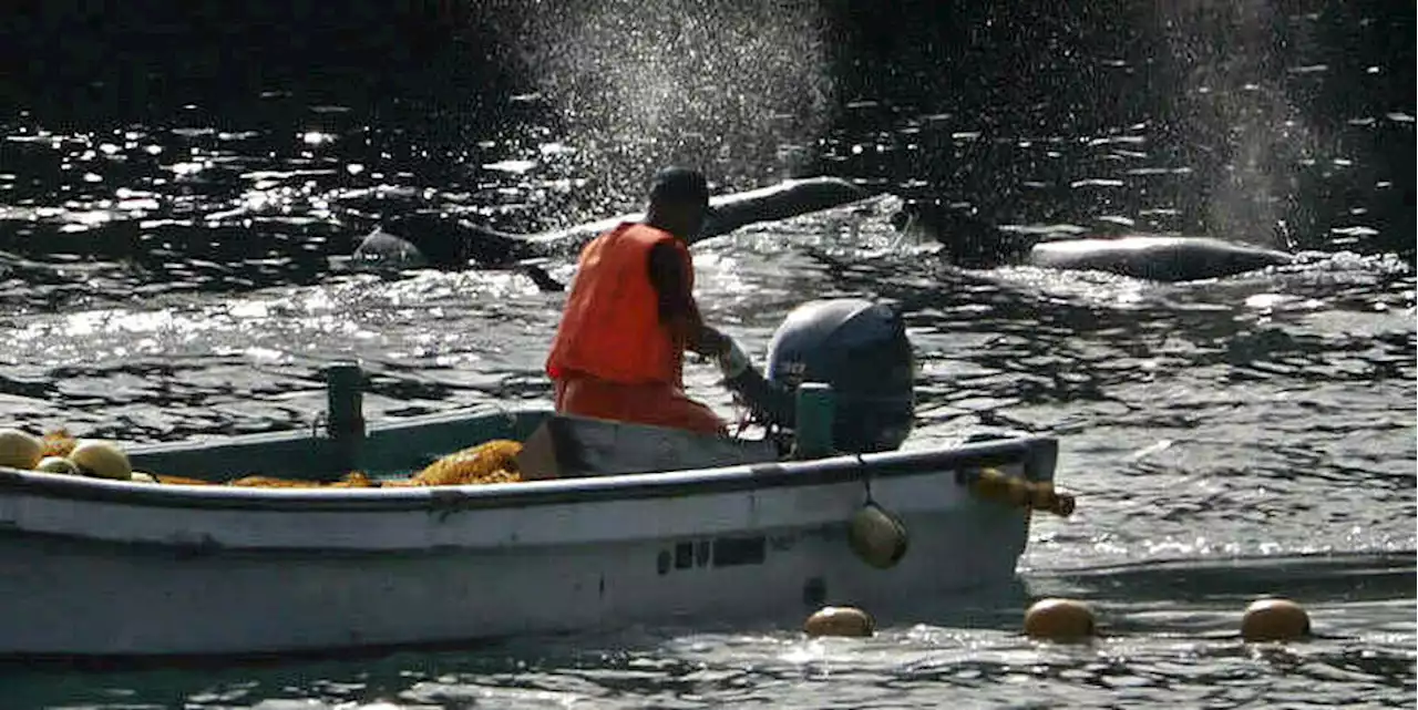 Treibjagd in Japan: Tierschützer kritisieren Delfinqual