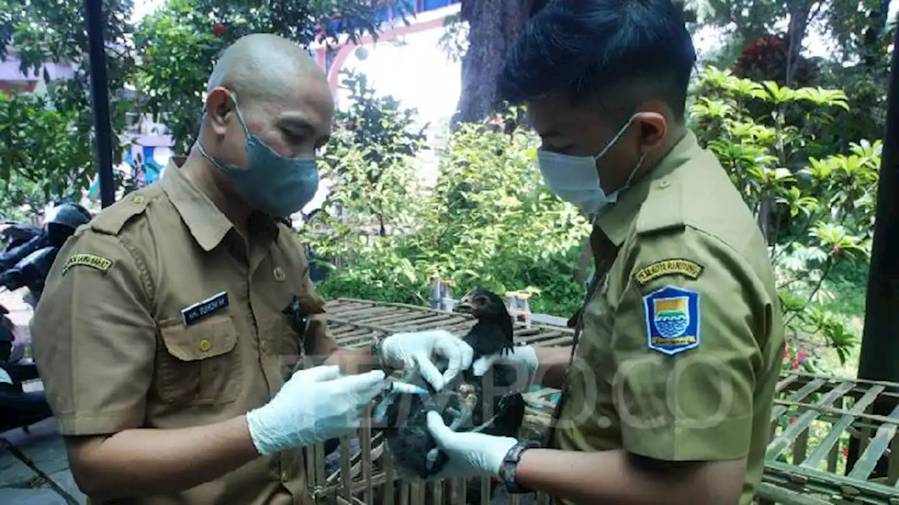 Cegah Penularan Flu Burung dengan Pola Hidup Sehat dan Bersih