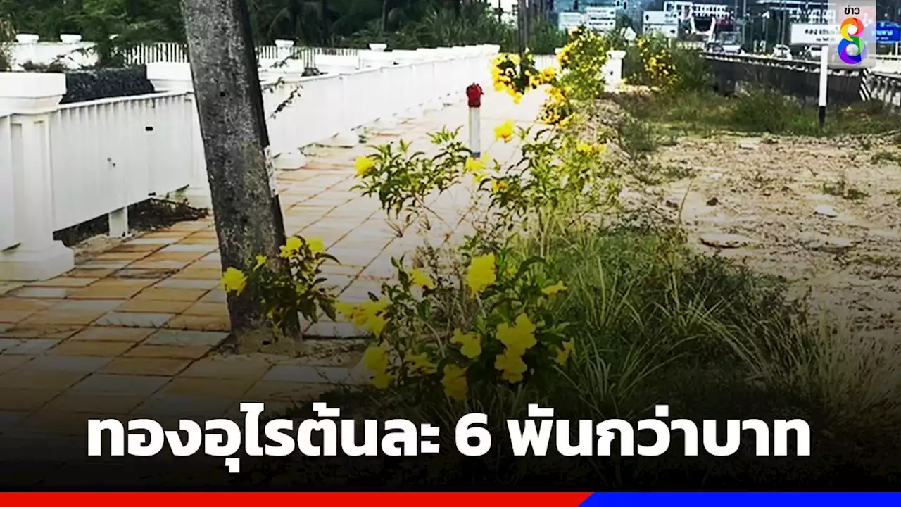 เพจดังแฉอีก! ต้นทองอุไร โครงการปรับภูมิทัศน์ฯ ราคาแพงต้นละ 6 พันกว่าบาท