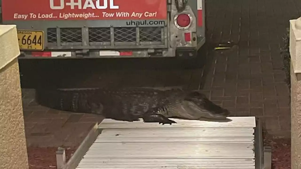 Florida Man Attacked by Alligator at Front Door