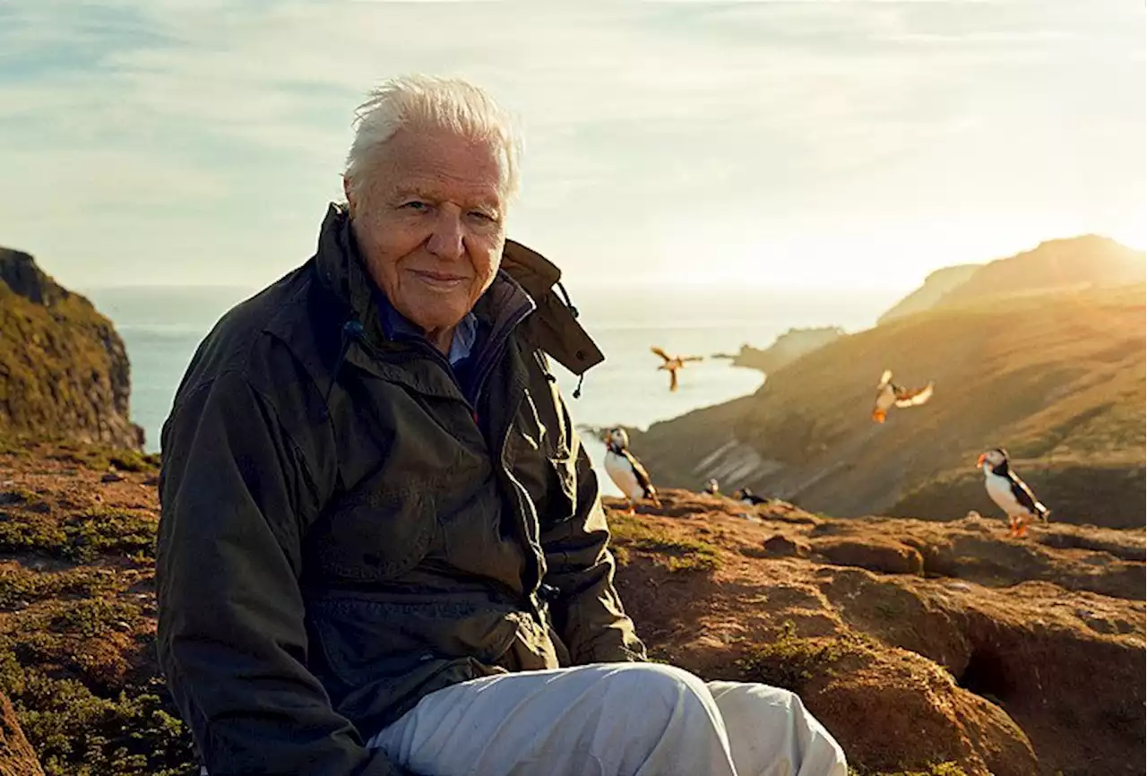 David Attenborough uses 'final trip' to make passionate plea in Wild Isles documentary