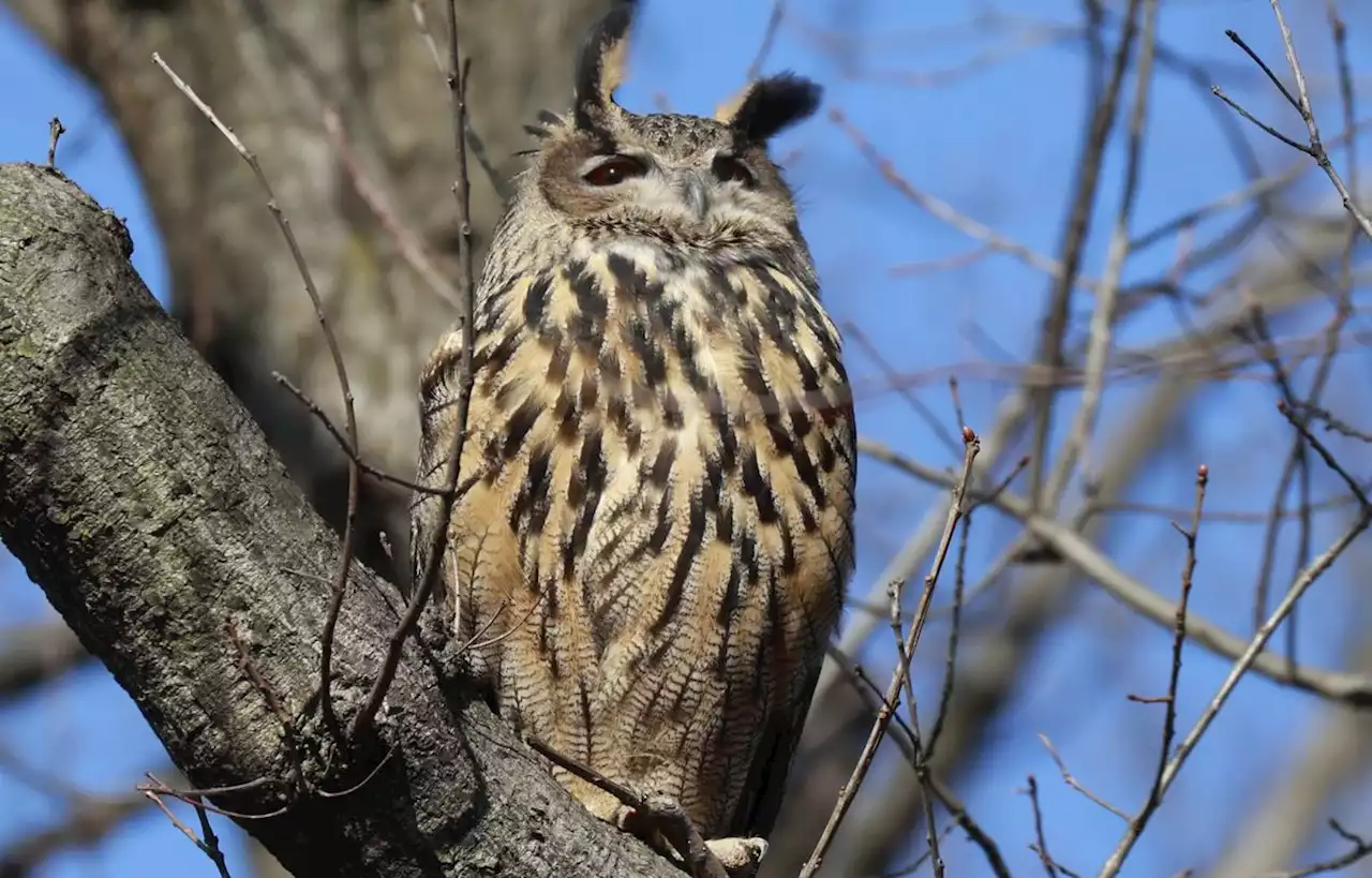 Echappé d'un zoo, ce hibou goûte pour la première fois à la liberté