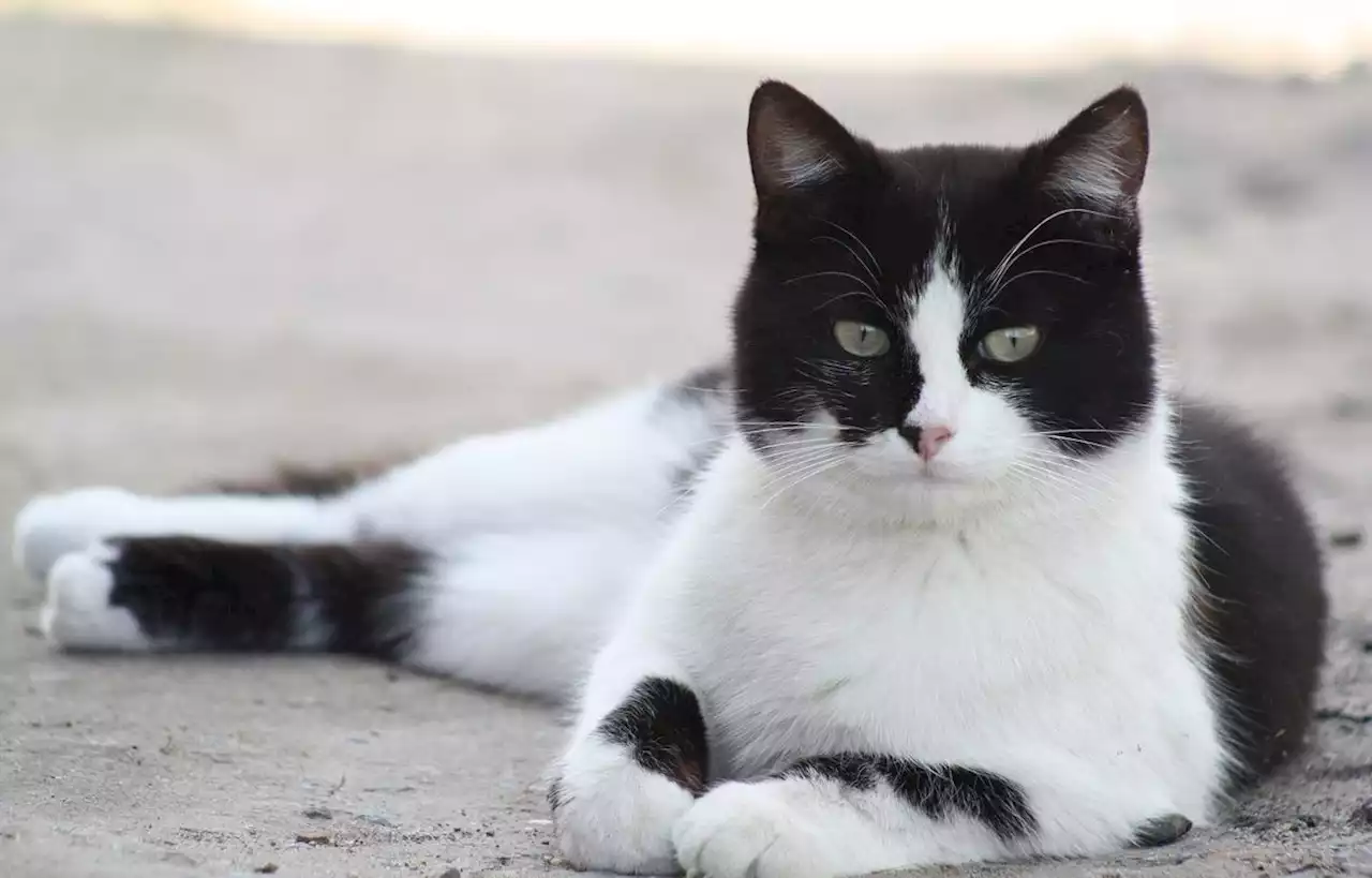 Les médicaments pour humains « peuvent être mortels » pour les animaux