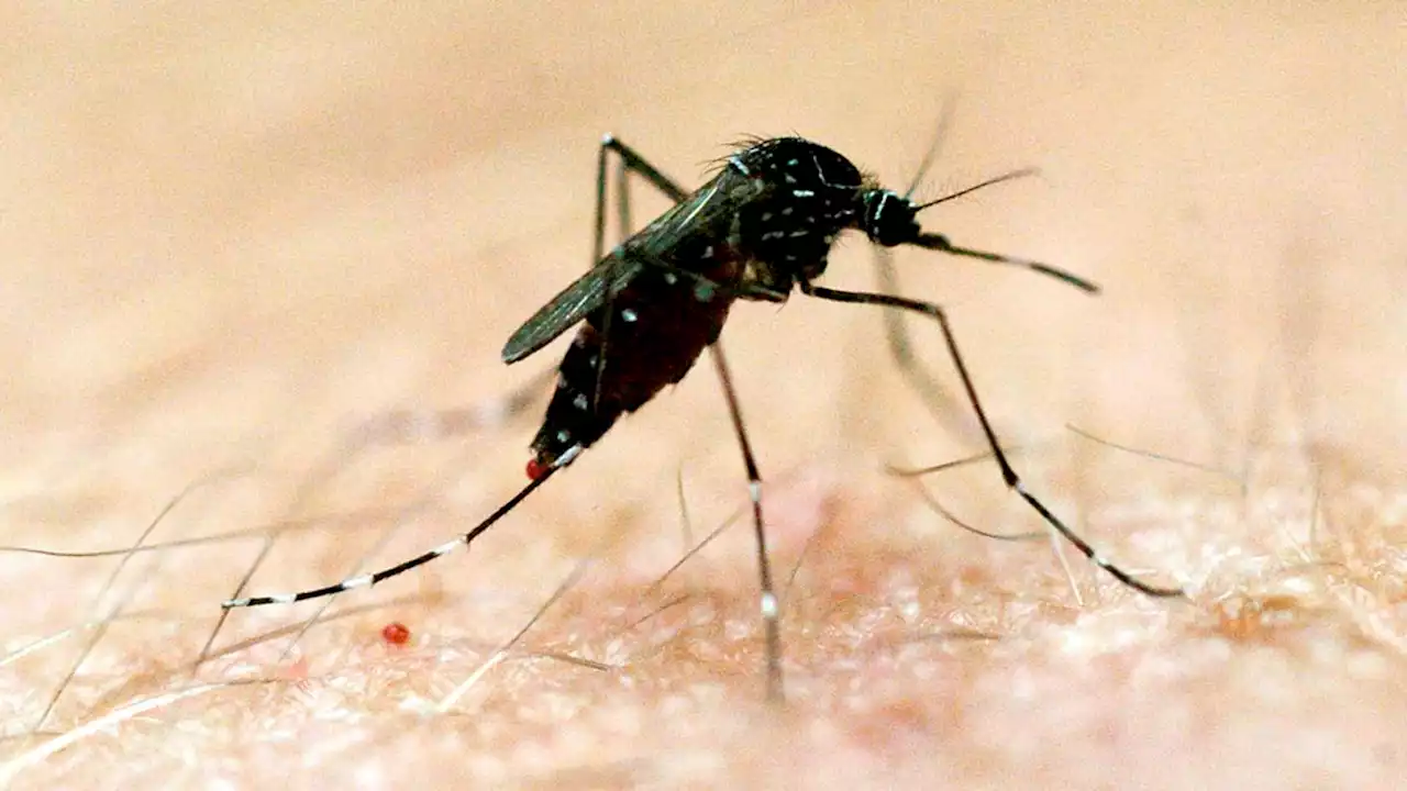 Tragedy as Victorian woman dies after being bitten by mosquito