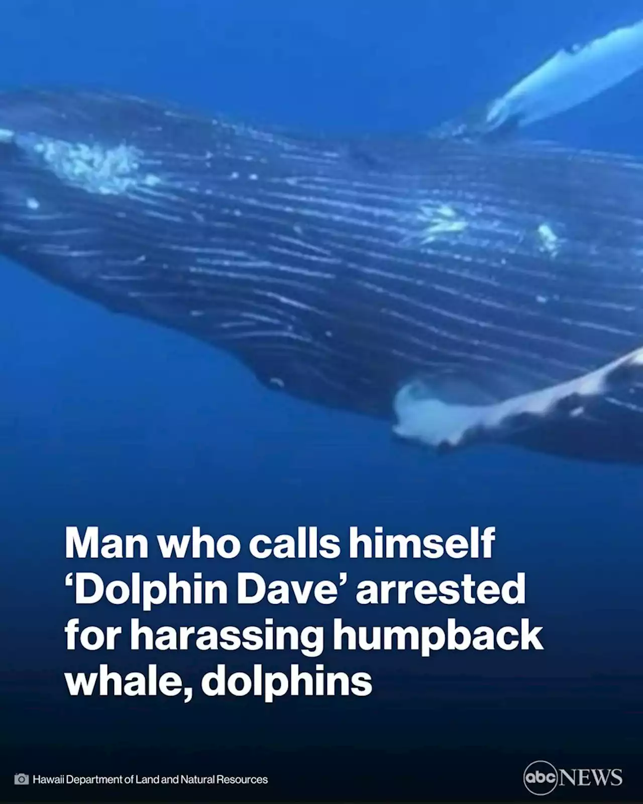 Man who calls himself 'Dolphin Dave' cited for continuously harassing humpback whale, dolphin pod: Officials