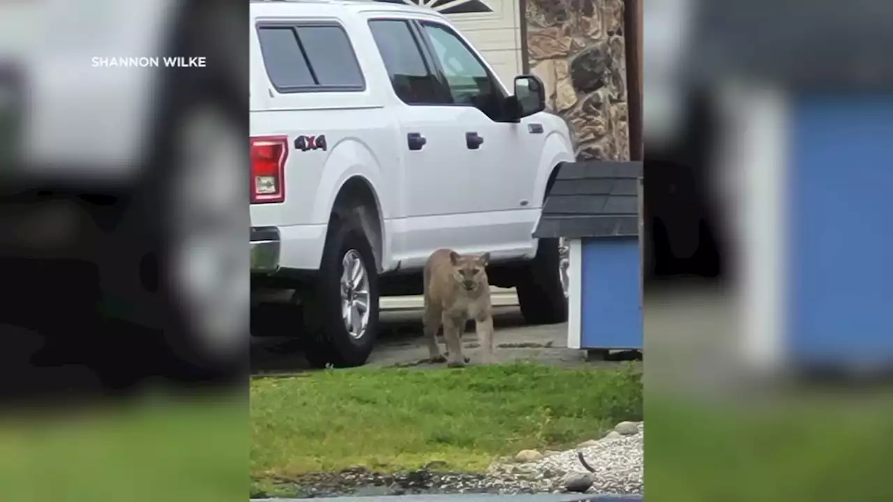 Half Moon Bay residents on edge after 2 recent mountain lion sightings