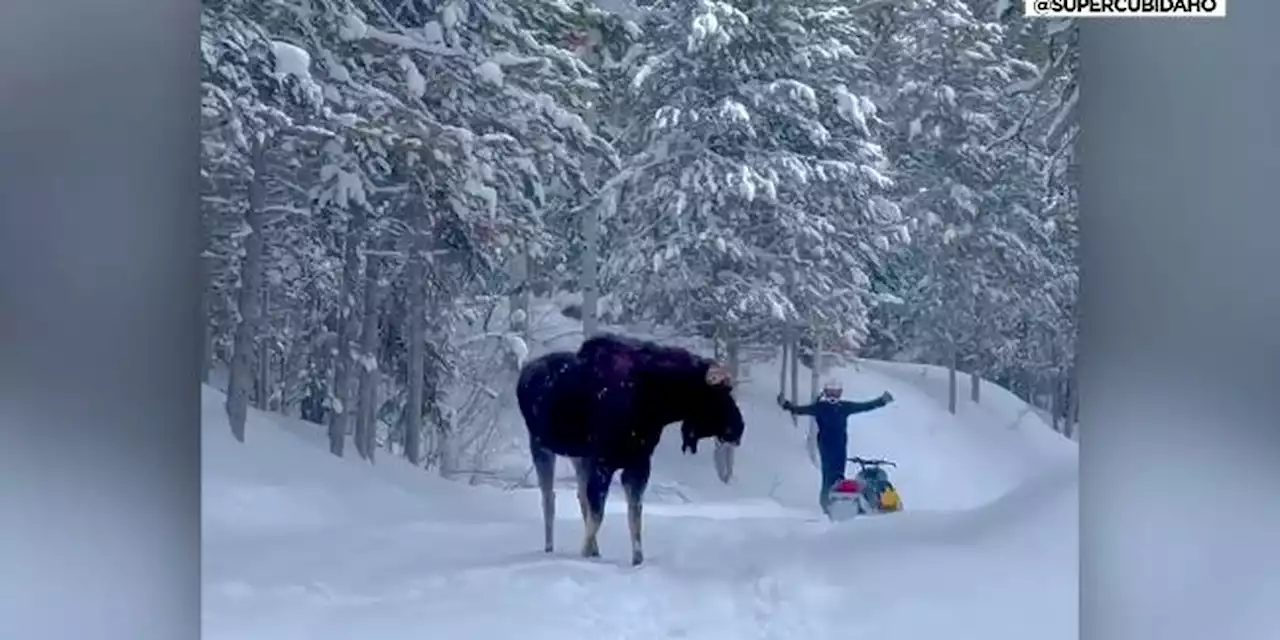 Caught on camera: Family survives moose attack while snowmobiling