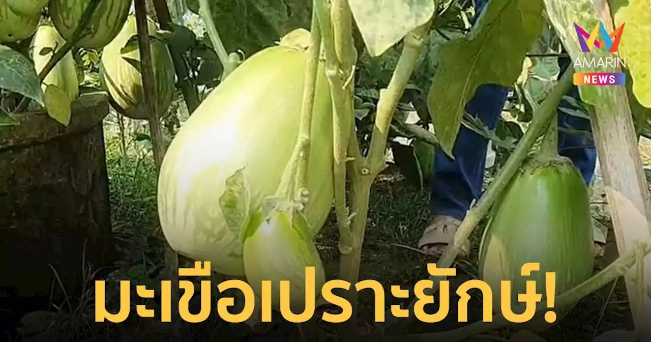 ชาวบ้านแห่ขอซื้อเมล็ดพันธุ์มะเขือเปราะยักษ์ ขนาดใหญ่เท่าหัวคน!