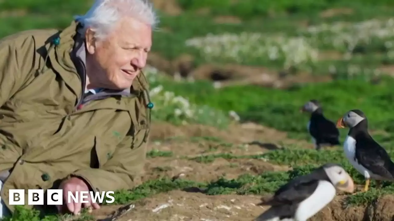 New Attenborough series: Three must-watch moments