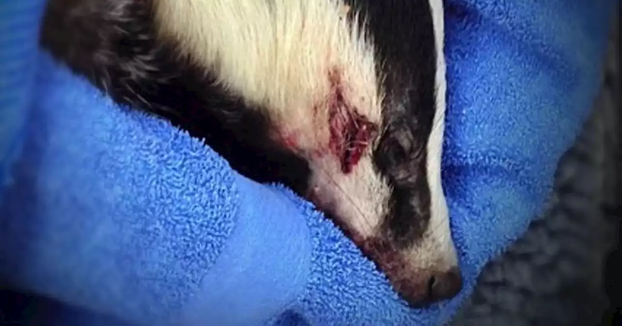 Hunters who 'get off on' barbaric badger baiting could be killing thousands