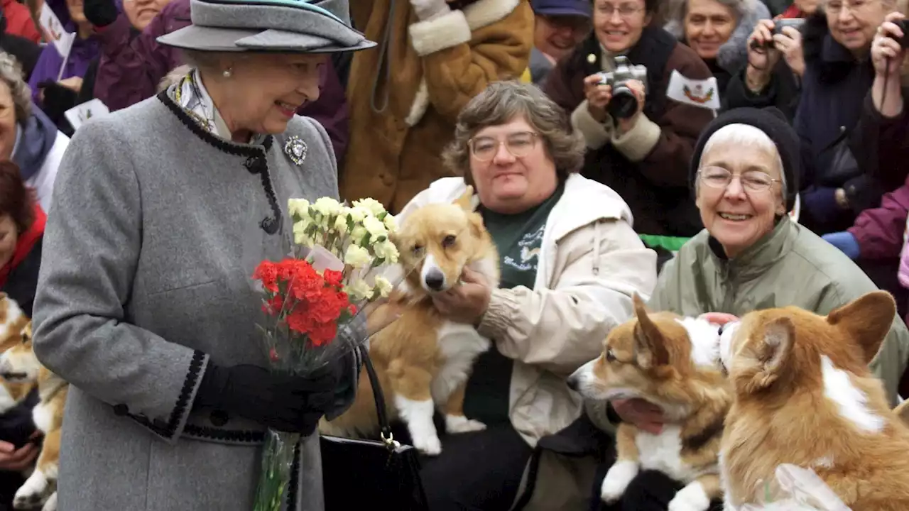 Les corgis d'Elizabeth II au cœur d'une exposition à Londres