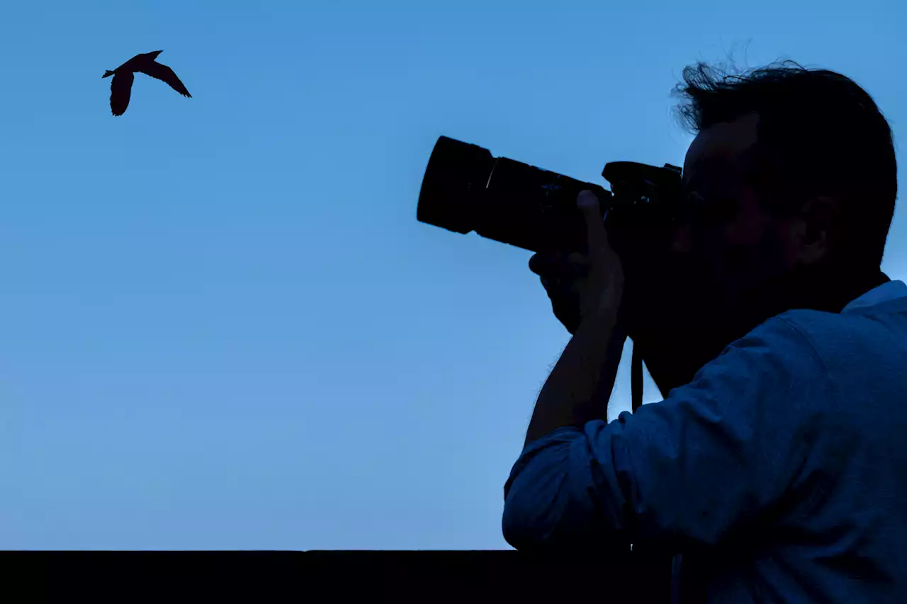 Researchers found a rare dusky tetraka bird that hasn’t been seen in 24 years