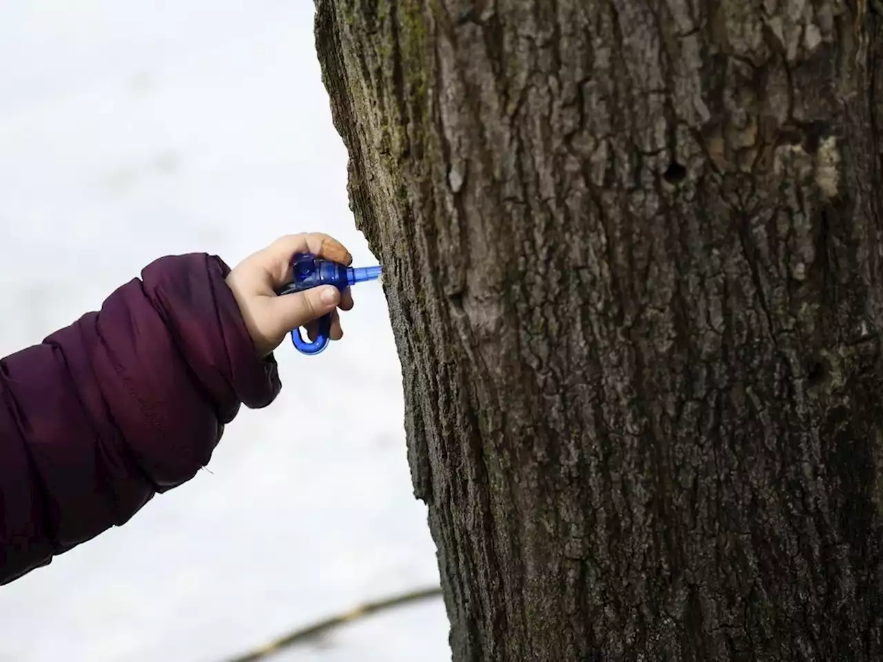 Ontario maple syrup producers hit by climate change, some urge carbon reductions