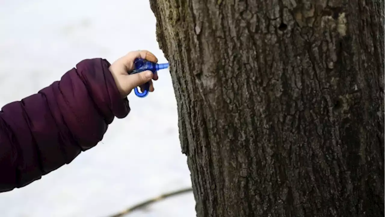 Ontario maple syrup producers hit by climate change, some urge carbon reductions