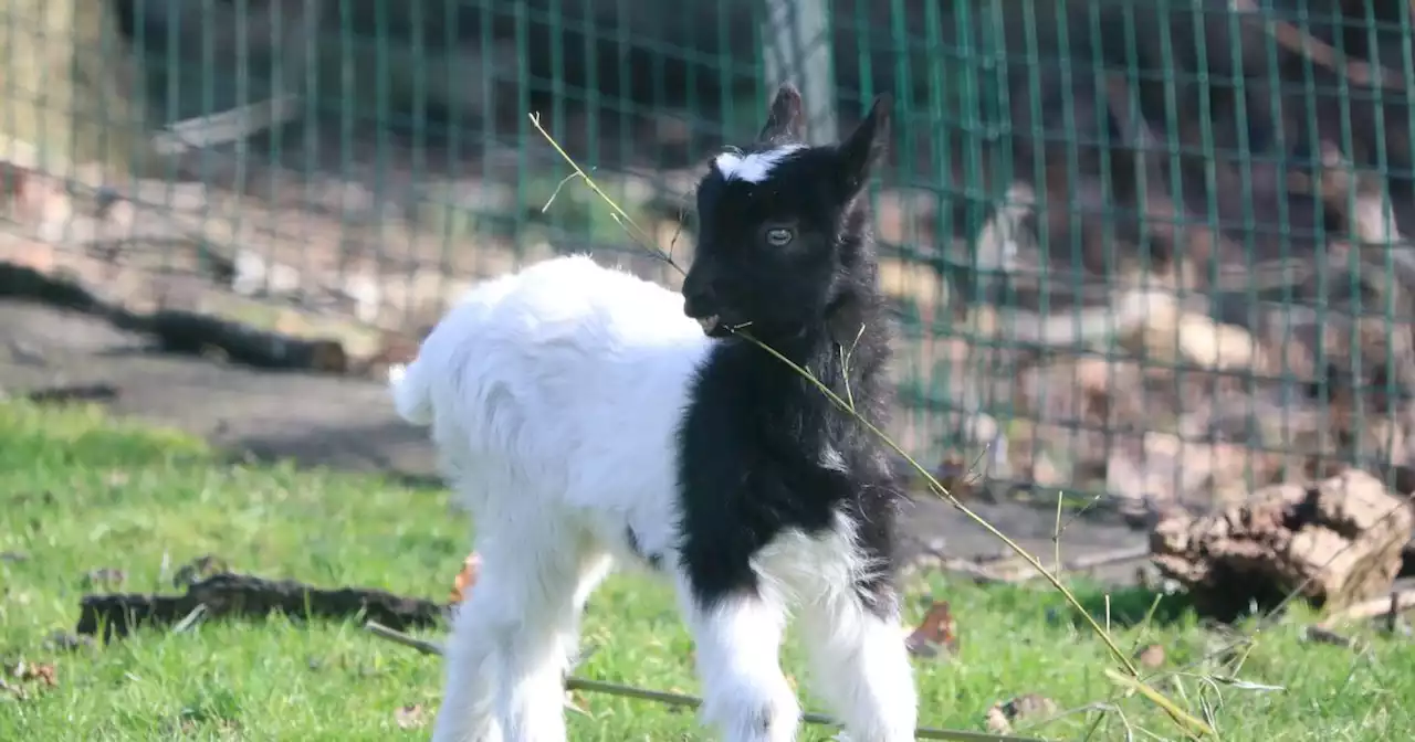 First images of Edinburgh Zoo's newest addition after baby goat born in February