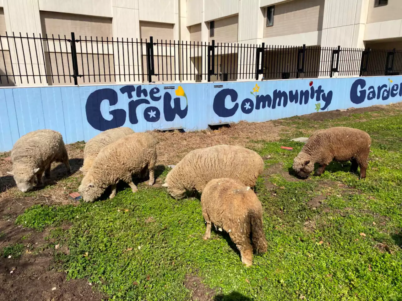 Sheep Turn A Local Community Garden Into An All-Lambs-Can-Eat Buffet