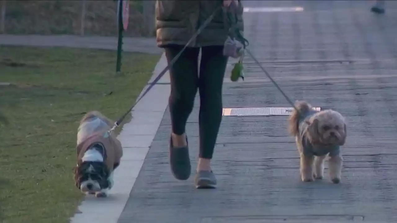 Battery Park City is putting dog poop to good use