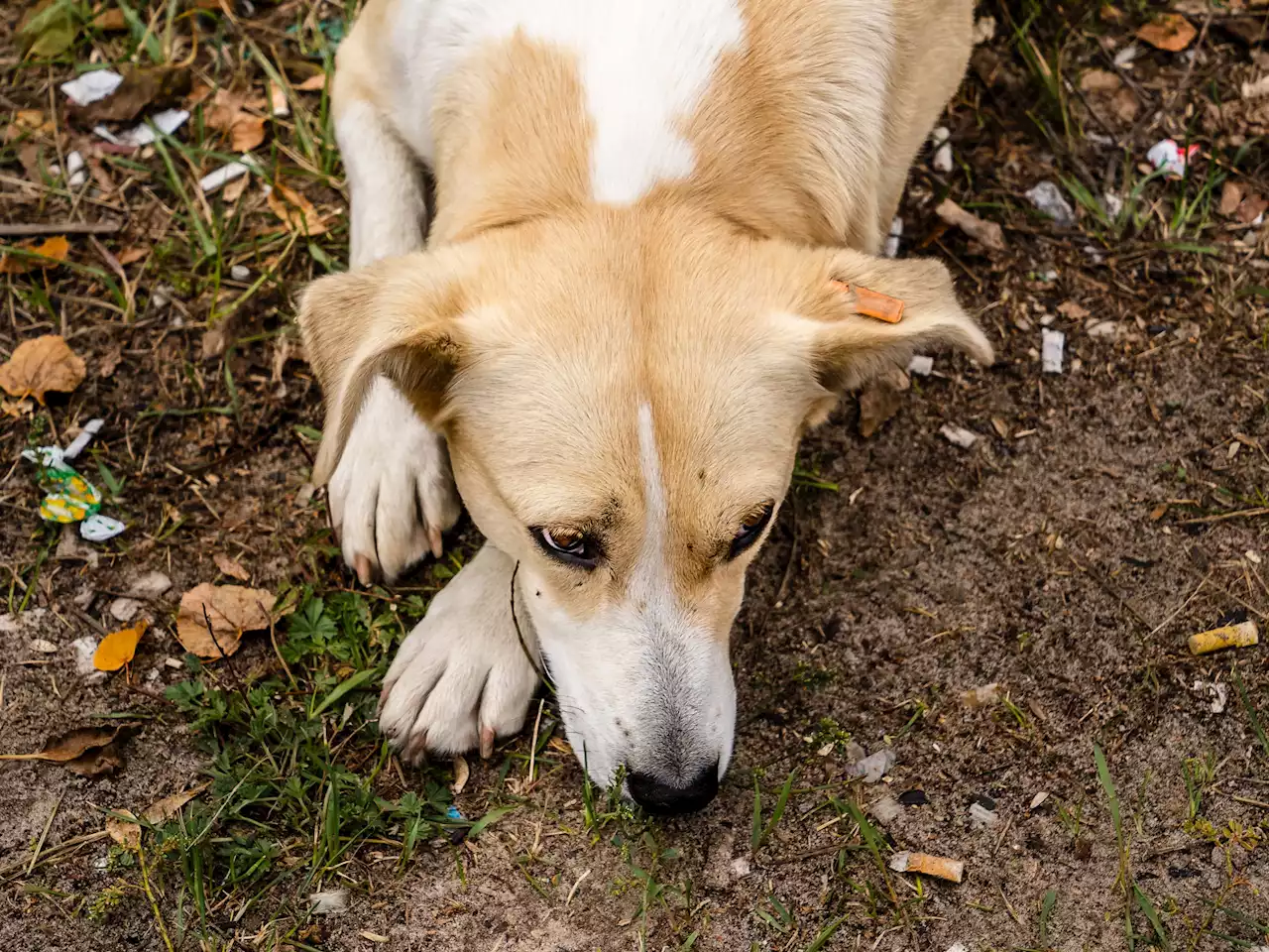 Los perros de Chernobyl tienen un ADN muy diferente, pero siguen siendo perros