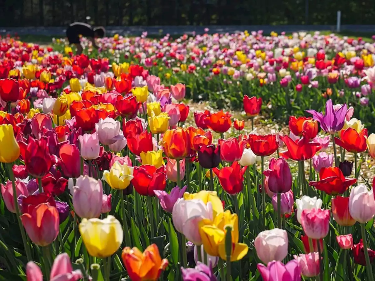 Over 60, quali fiori piantare a marzo per un tripudio di colori