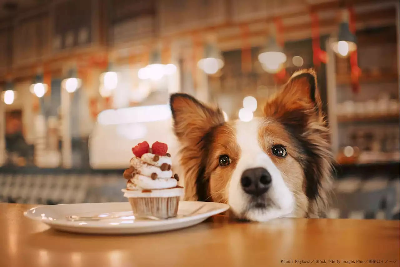 愛犬家による愛犬のための「激安大衆食堂」開店 ユニークなサービスが話題 - トピックス｜Infoseekニュース