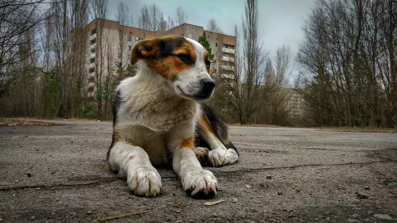 Years of radiation exposure made dogs of Chernobyl 'genetically distinct'