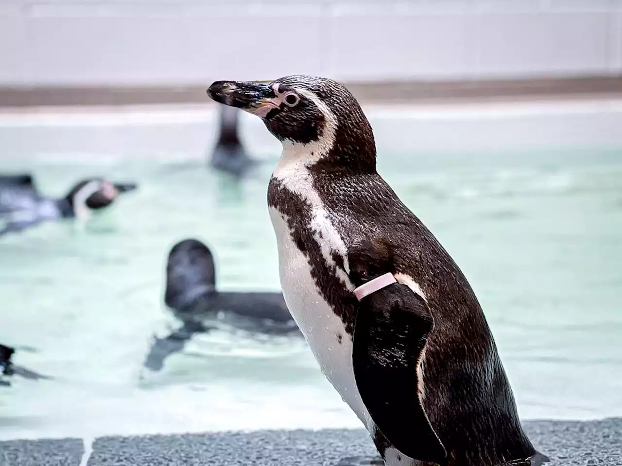 10 Humboldt penguins arrive at Houston Zoo ahead of Galápagos Islands exhibit opening