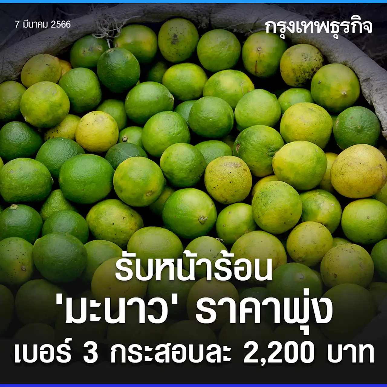 รับหน้าร้อน 'มะนาว' ราคาพุ่ง เบอร์ 3 กระสอบละ 2,200 บาท