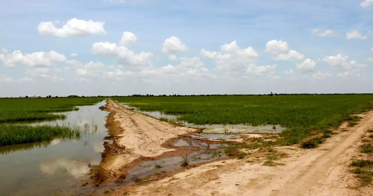 Downstream of Austin, Texas rice farmers face another year without Colorado River water