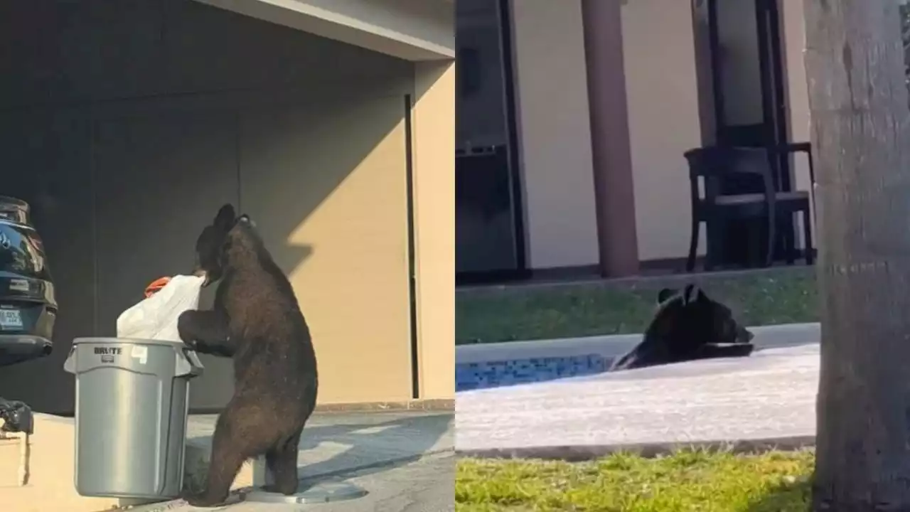 Osos en Monterrey: Captan a uno buscando comida y a otro nadando | VIDEO