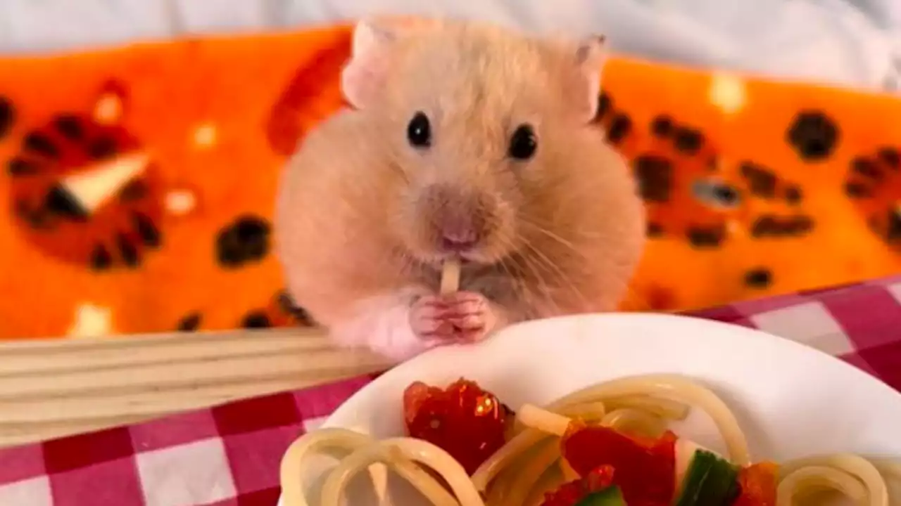 Pria Ini Sajikan Makanan Rumahan untuk Hamster Peliharaannya, Jadi Viral di Tiktok