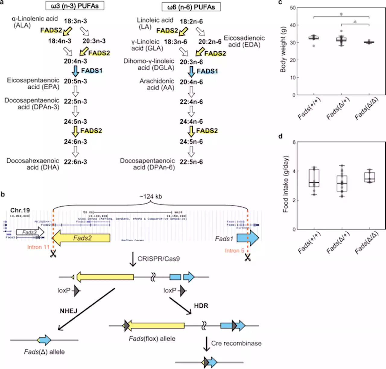 GWAS-identified bipolar disorder risk allele in the FADS1/2 gene region links mood episodes and unsaturated fatty acid metabolism in mutant mice - Molecular Psychiatry