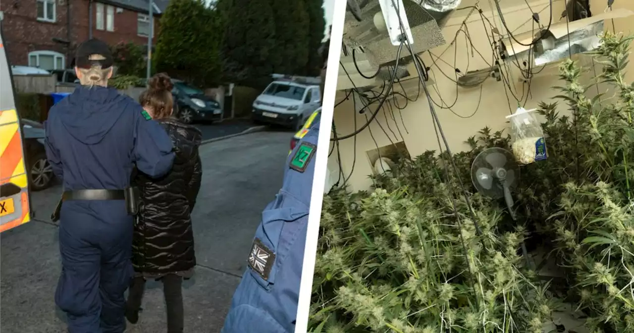 Woman arrested after officers smash into house and uncover cannabis farm