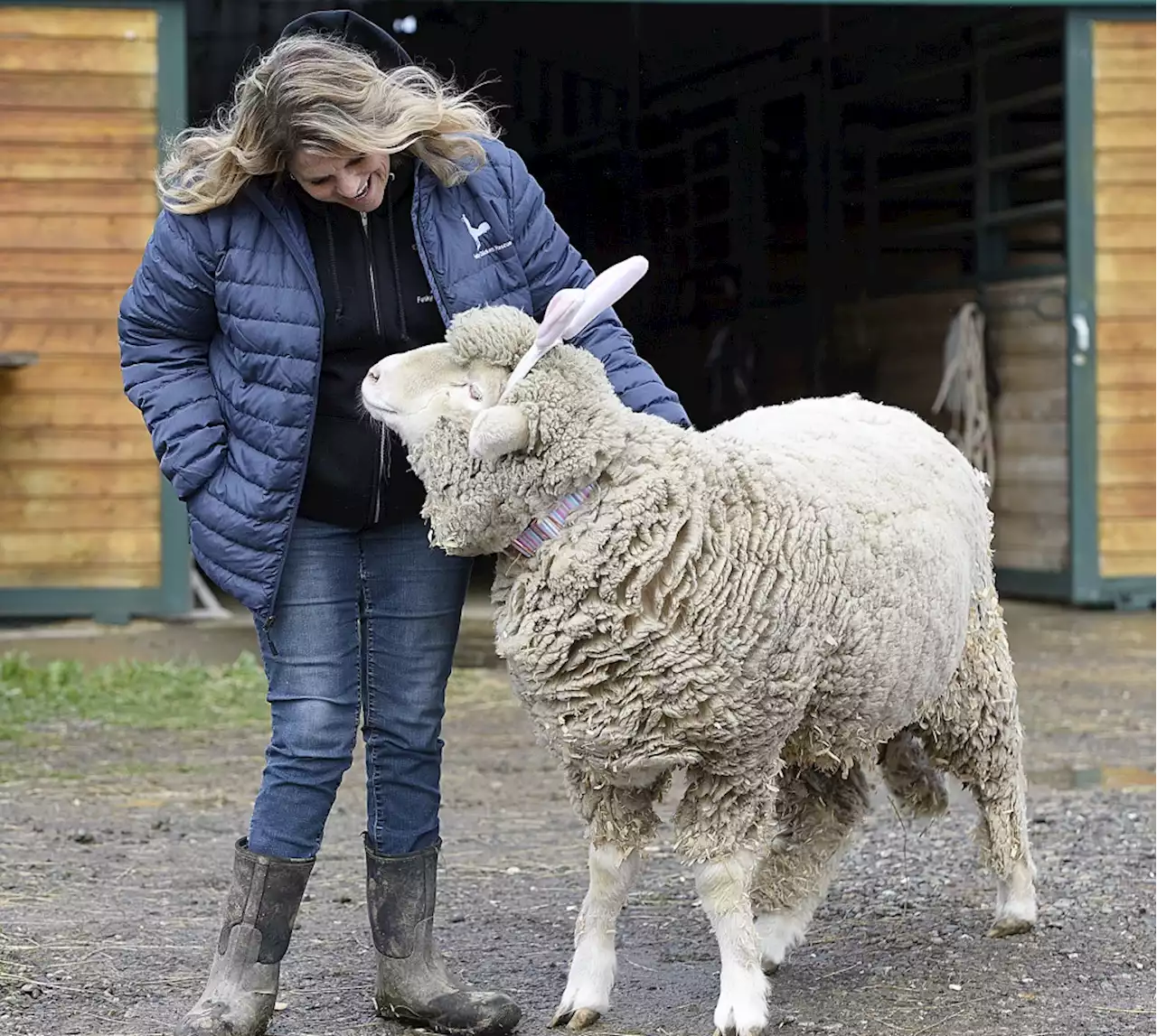 Rescued Bay Area sheep Timmy aims to become national celebrity